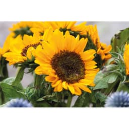 GIRASOL 5