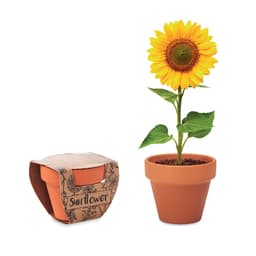 SUNFLOWER 1
