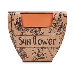 SUNFLOWER 2