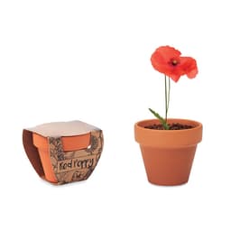 RED POPPY 1
